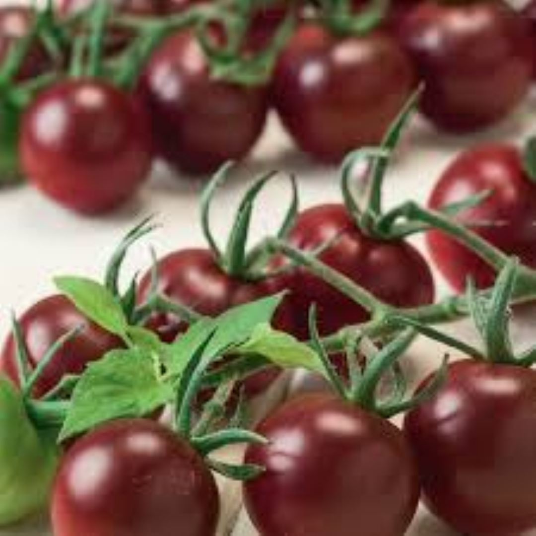 EVERGREEN CHOCOLATE CHERRY TOMATO 250G